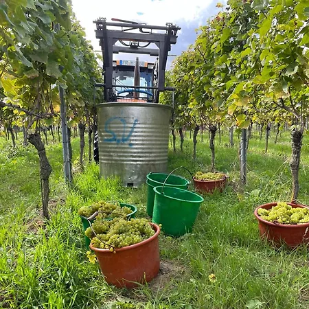 Lejlighed Bienenfresser Vogtsburg