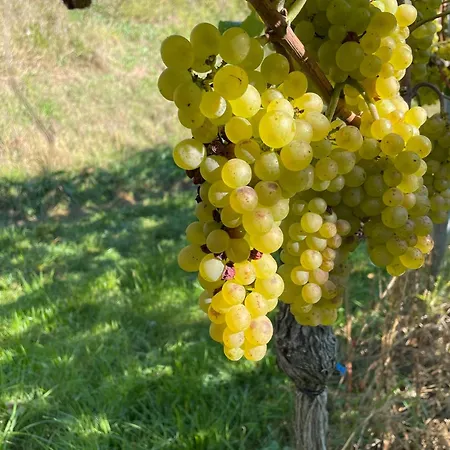 Bienenfresser Lejlighed Vogtsburg